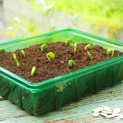 trg-visiroot-half-seed-tray-8st-1