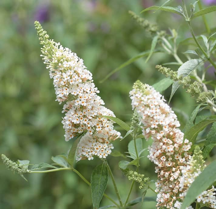 syrenbuddleja-nanho-white-3-l-1