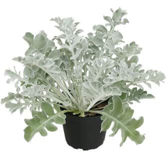 silverek-silver-oak-12cm-kruka-1