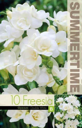 freesia-double-white-10st-1