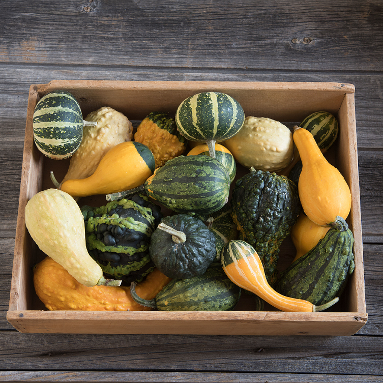 Prydnadspumpa ’Ornamental Gourds’ yrkesodlarfrö