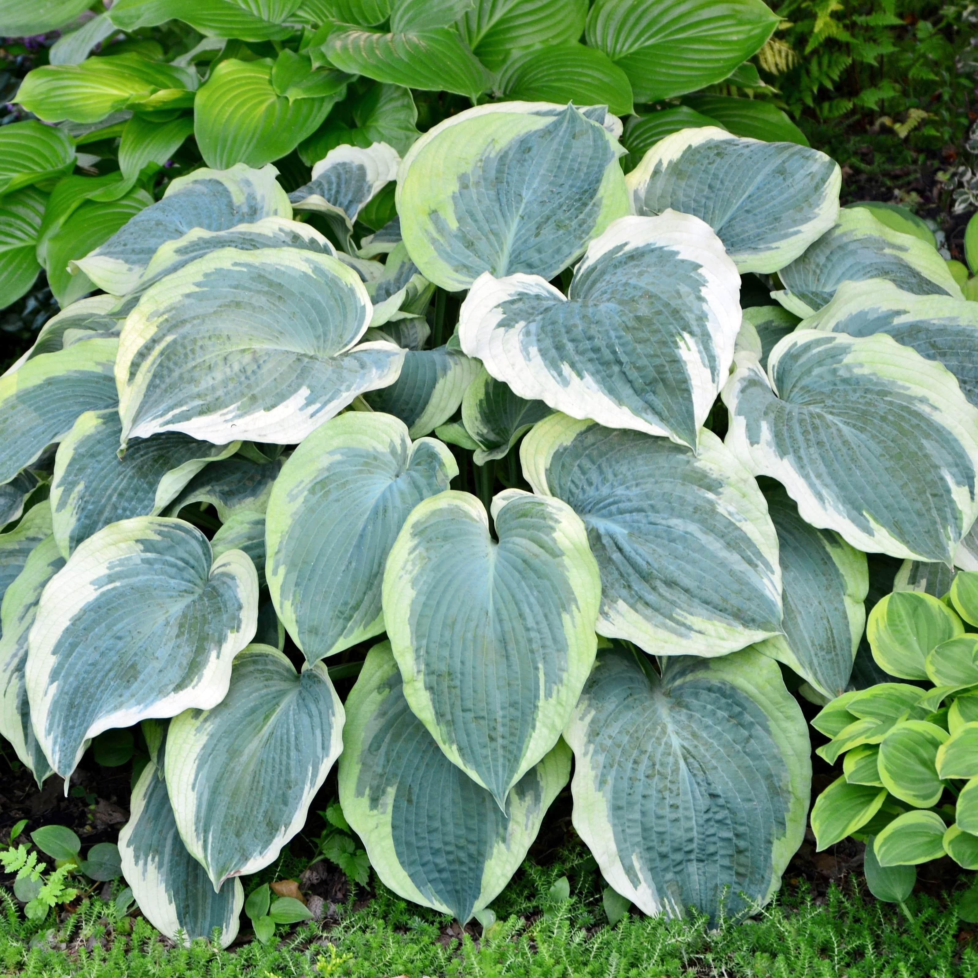 hosta-frosted-dimples-1st-barrotad-1