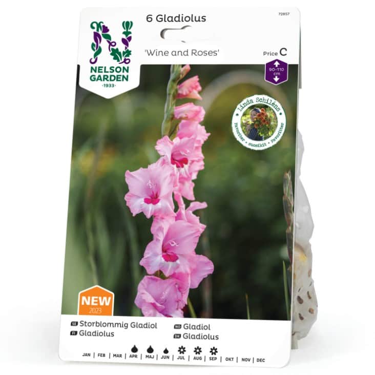gladiolous-wine-and-roses-6st-2