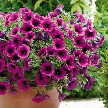 petunia-merlot---3-plantor-1