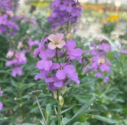gyllenlack-poem-lavender-12cm-kruka-1