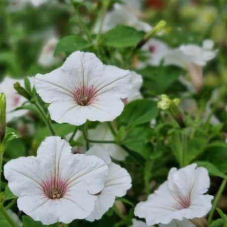 petunia-vista-silverberry-105cm-kruka-1