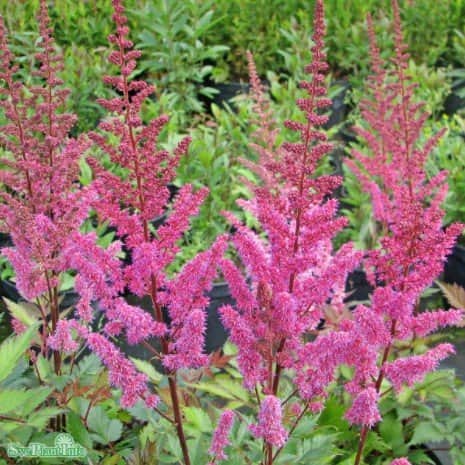astilbe-maggie-daley-1-st-barrotad-1