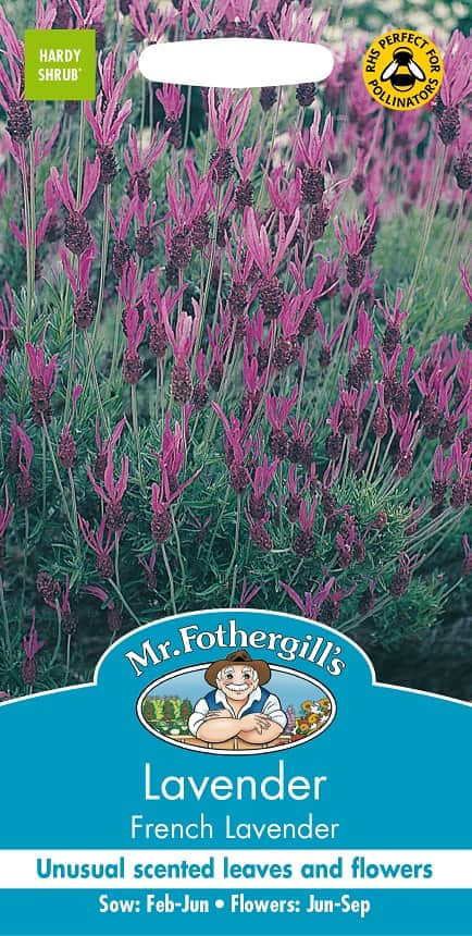 fjrilslavendel-french-lavender-1