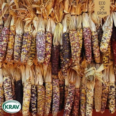 popcornmajs-glass-gem-krav-mrkt-1