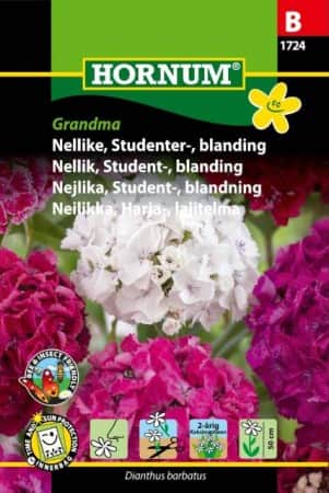 borstnejlika-mix-grandma-1