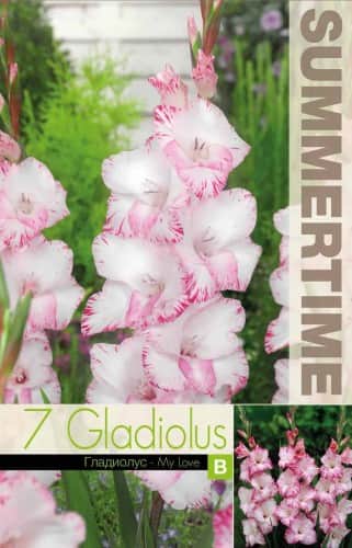gladiolus-my-love-7st-1