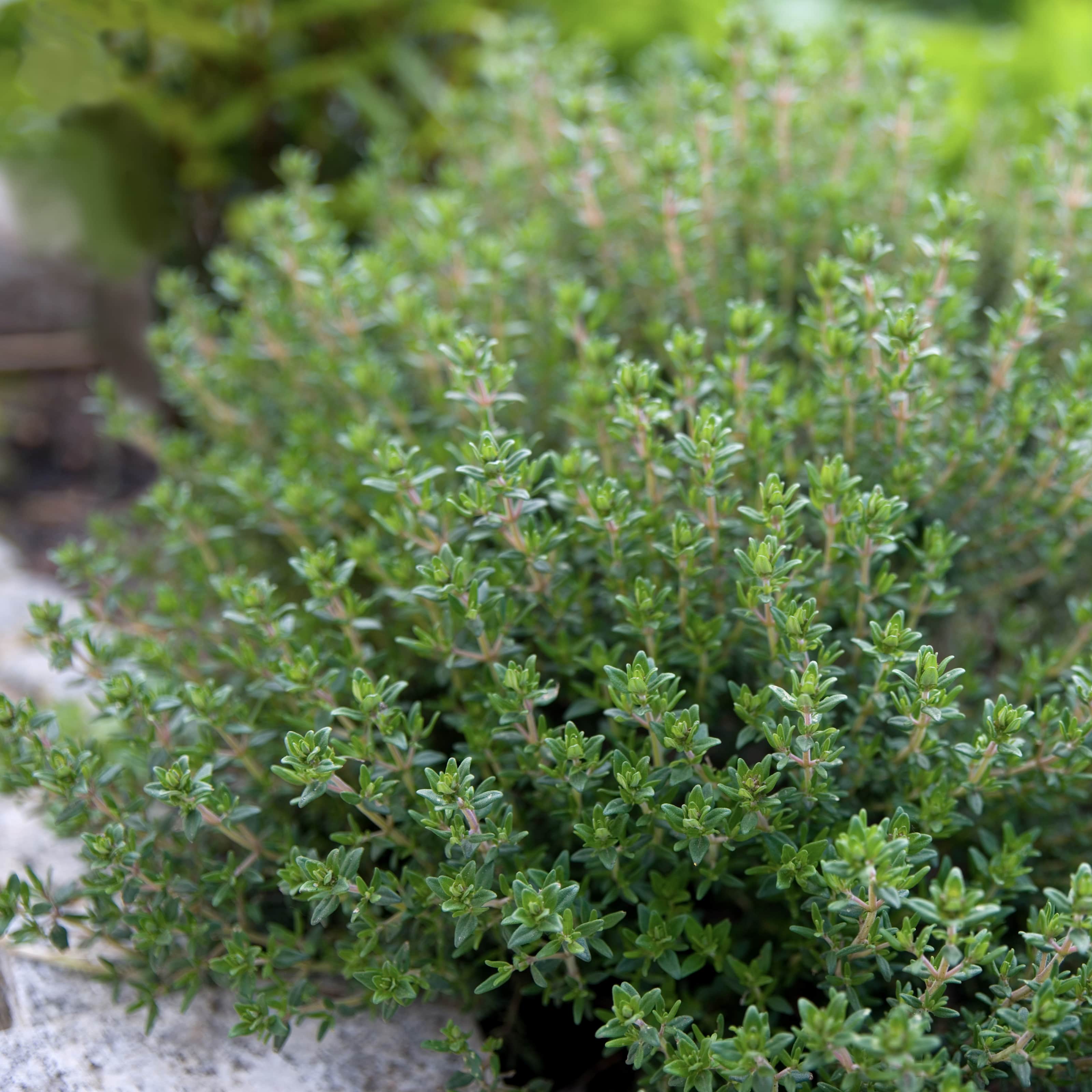 kryddtimjan-precompa-105cm-kruka-2