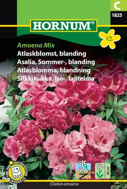 atlasblomma-mix-amoena-fr-1