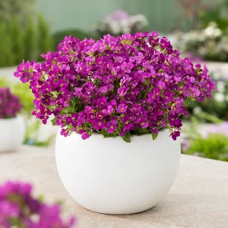 fagertrav-aubris-deep-rose-12cm-kruka-2