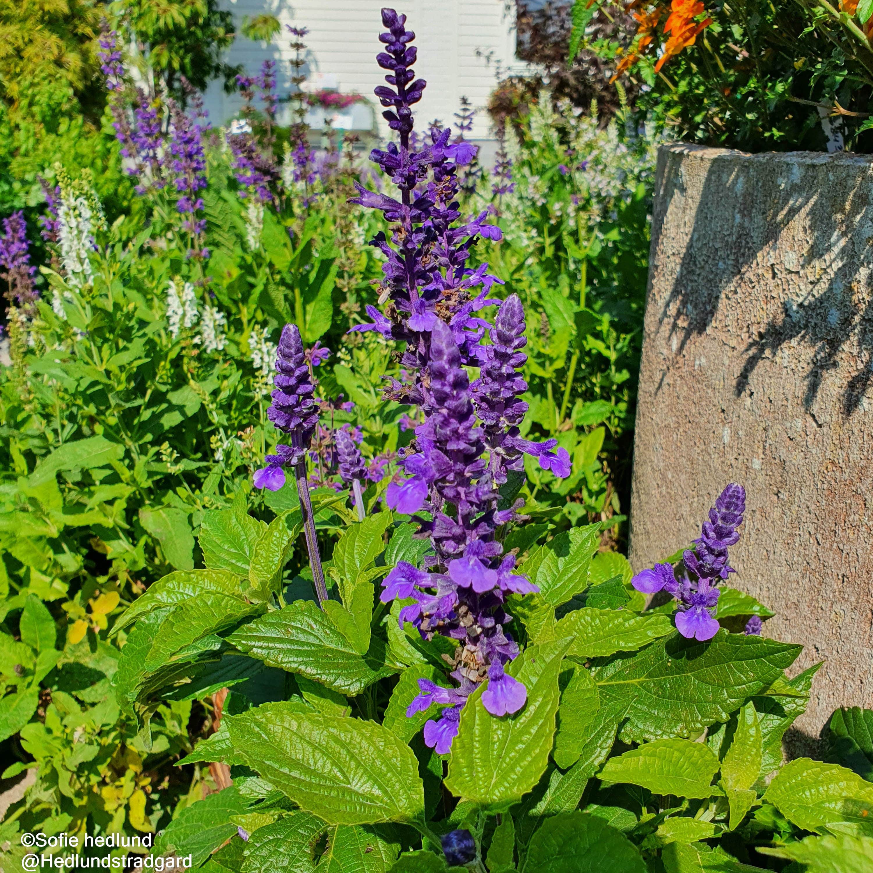 daggsalvia-mysty-12cm-kruka-1