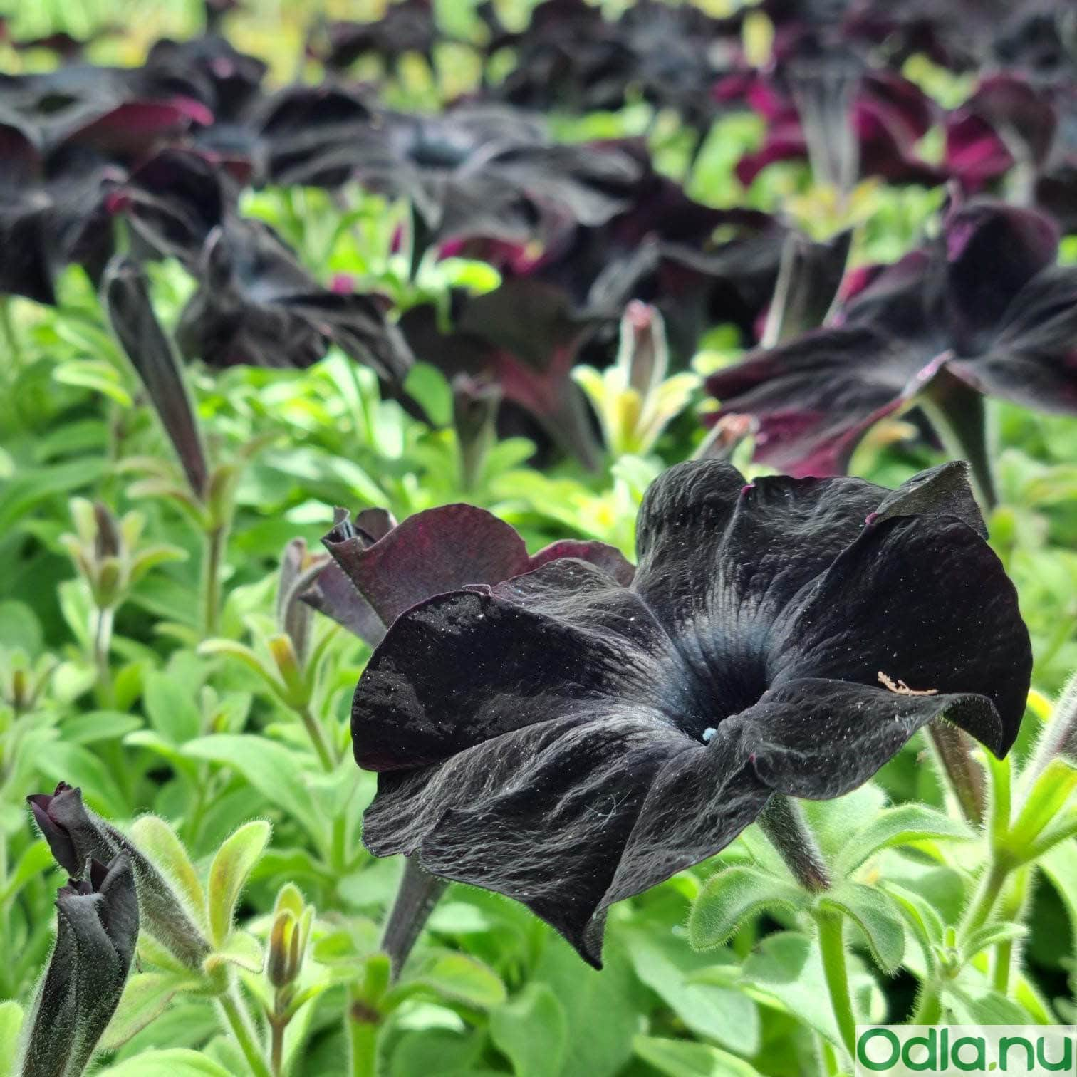 petunia-ray-black---3-plantor-3