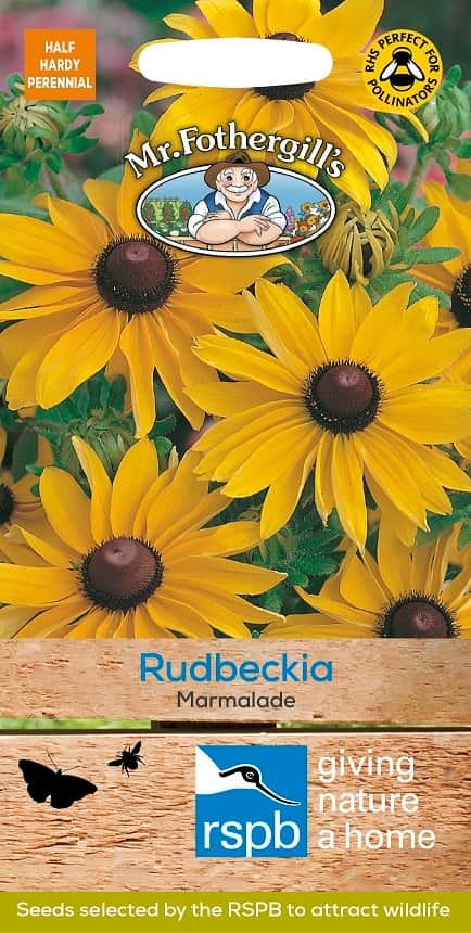 sommarrudbeckia-marmalade-1