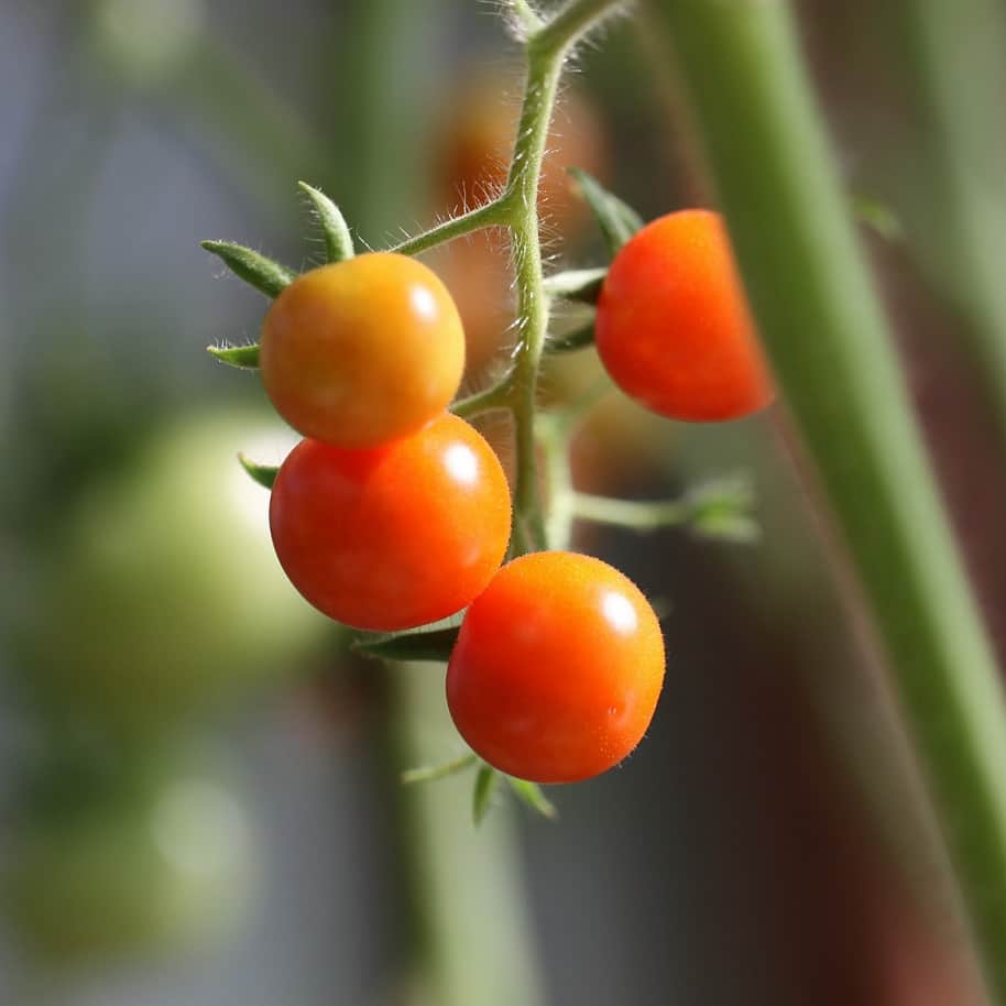 krsbrstomat-sungold-orange-105cm-kruka-1