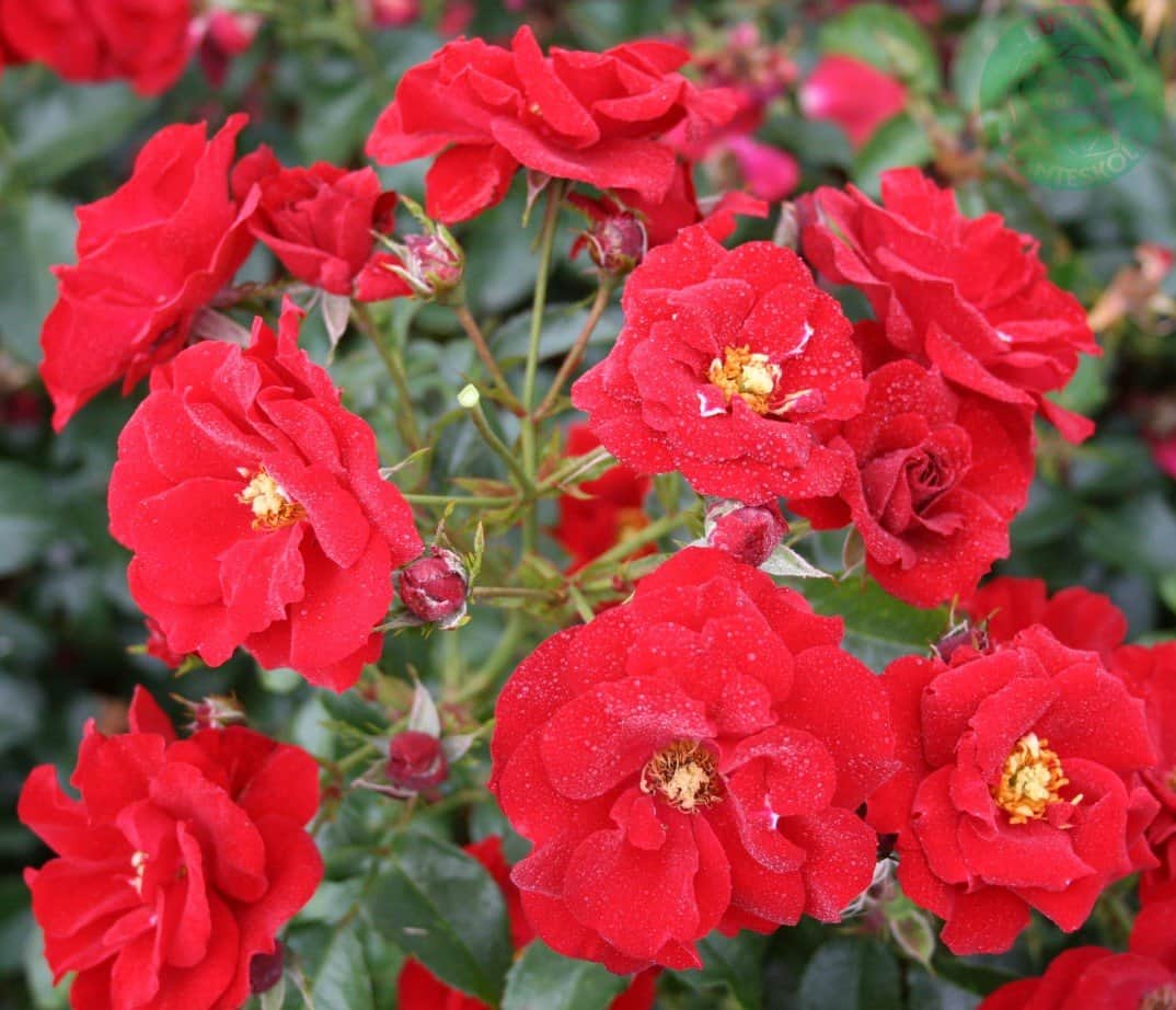 floribundaros-austriana-5-pack-barrot-2