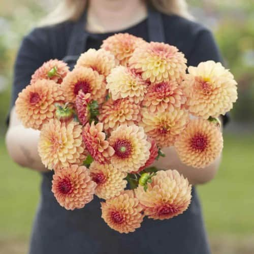 boll-dahlia-bonanza-1st-1