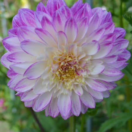 anemon-dahlia-que-sera-1st-1