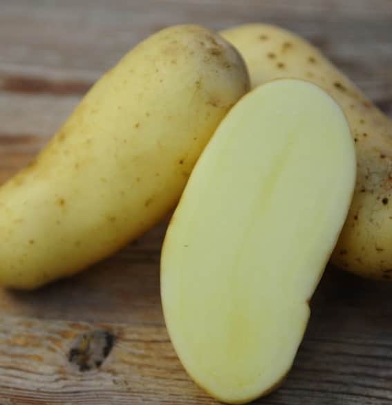 ekologisk-potatis-amandine-1kg-1