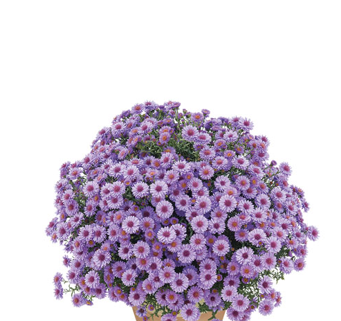 oktoberaster-tansanit-12cm-kruka-1