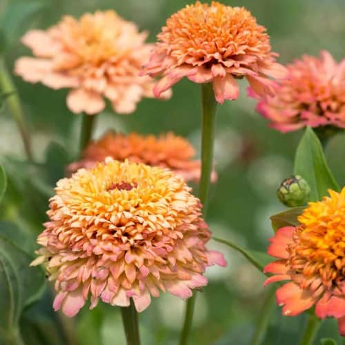 zinnia-cresto-peachy-pink-3