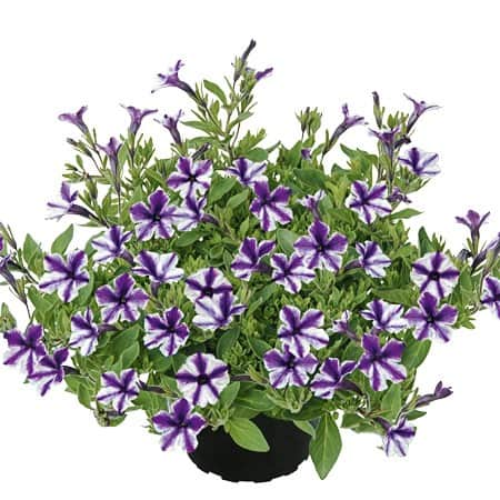 petunia-violet-star---3-plantor-1