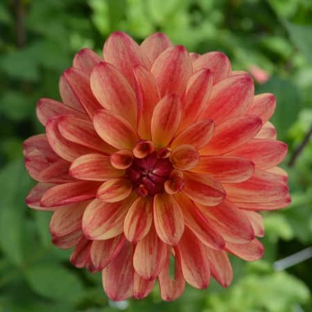 dekorativ-dahlia-crazy-legs-1st-1