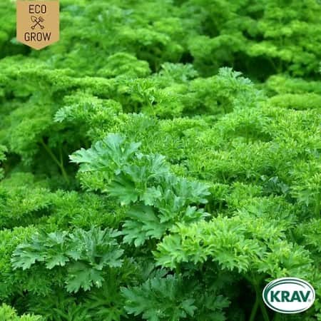 kruspersilja-moss-curled-2-krav-mrkt-1