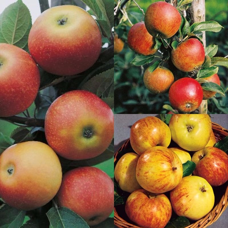 Familjeträd Äpple (olika sorter) co