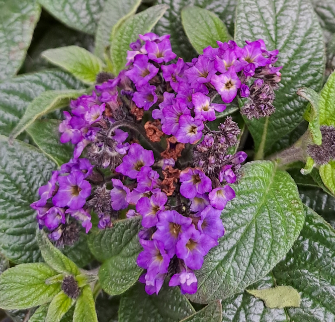 heliotropium-blue-12cm-kruka-1