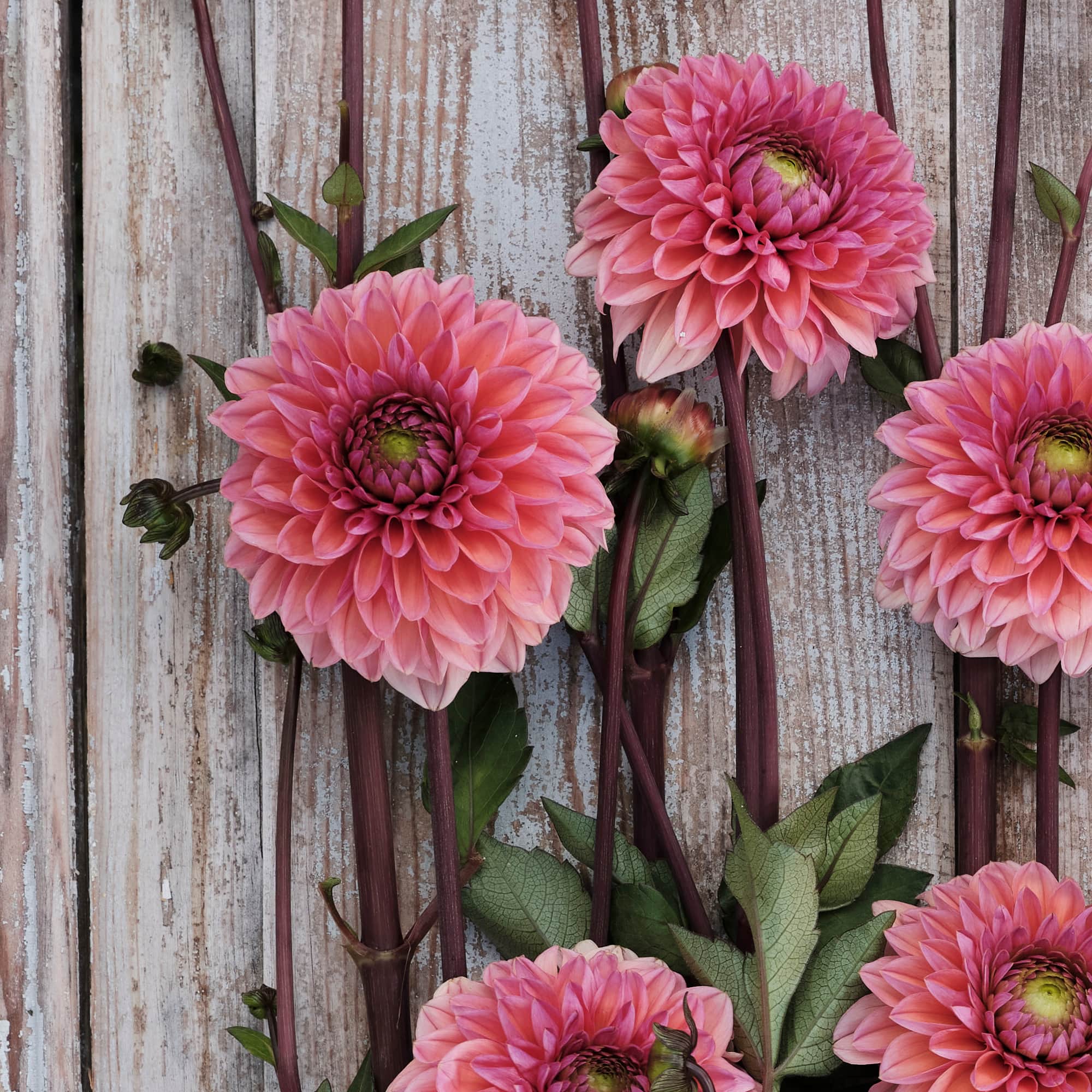 dekorativ-dahlia-daisy-duke-1st-1