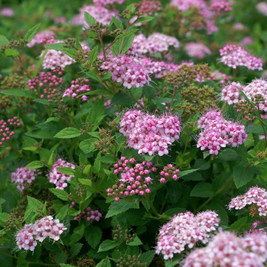 Praktspirea ’Little Princess’ barrotad 10-pack 15-20cm