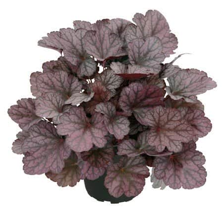 alunrot-silver-lord-12cm-kruka-1