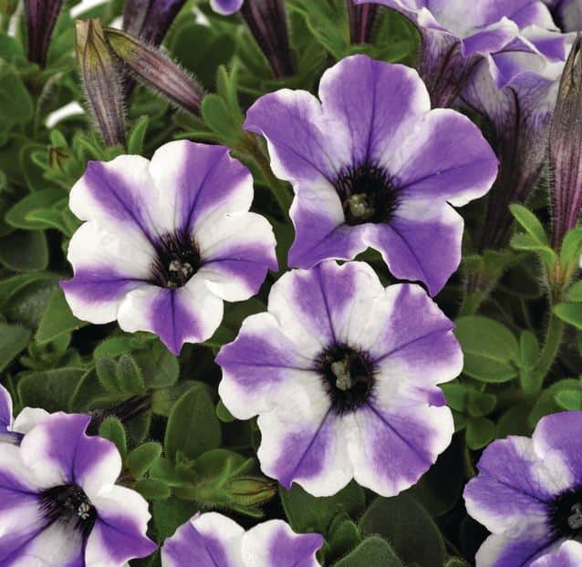 petunia-vivini-blue-star-105cm-kruka-1