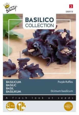 basilika-purple-ruffles-1