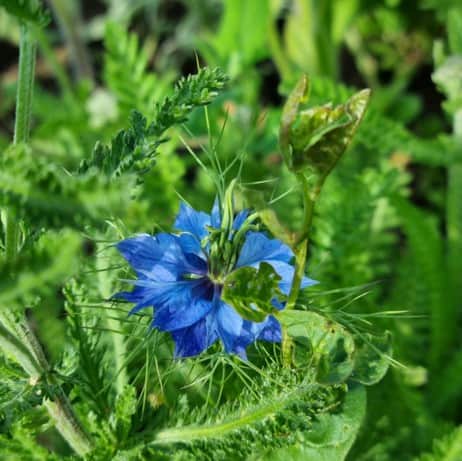 jungfrun-i-det-grna-miss-jeckyll---3-plantor-1