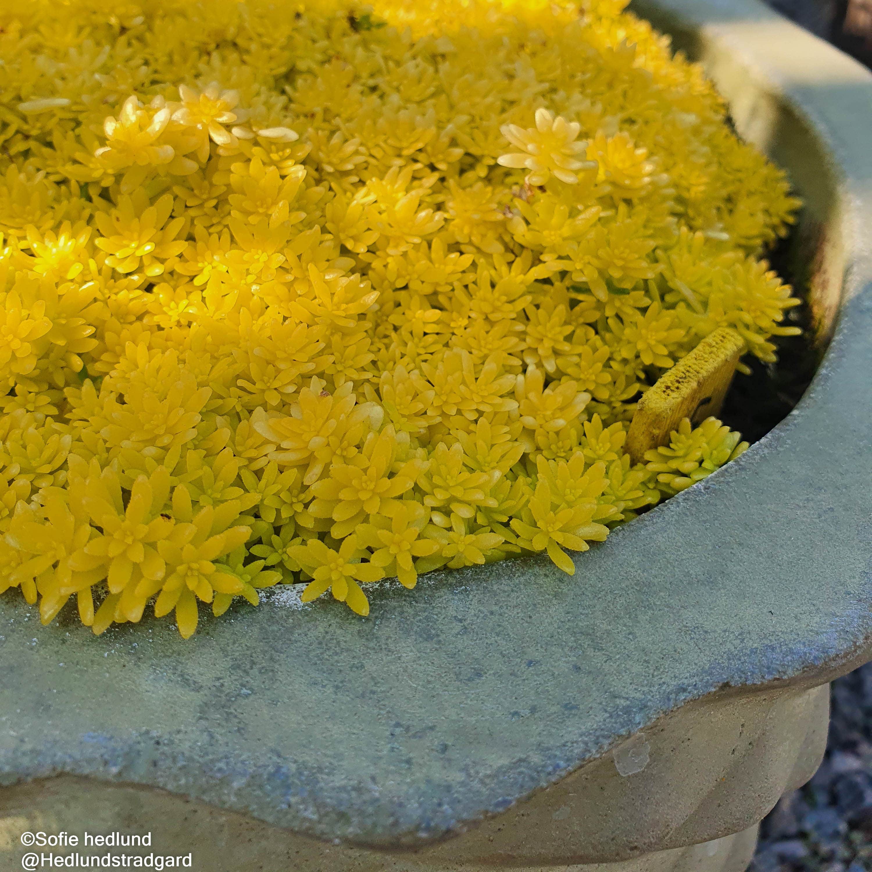 sedum-tokyo-sun-12cm-kruka-1