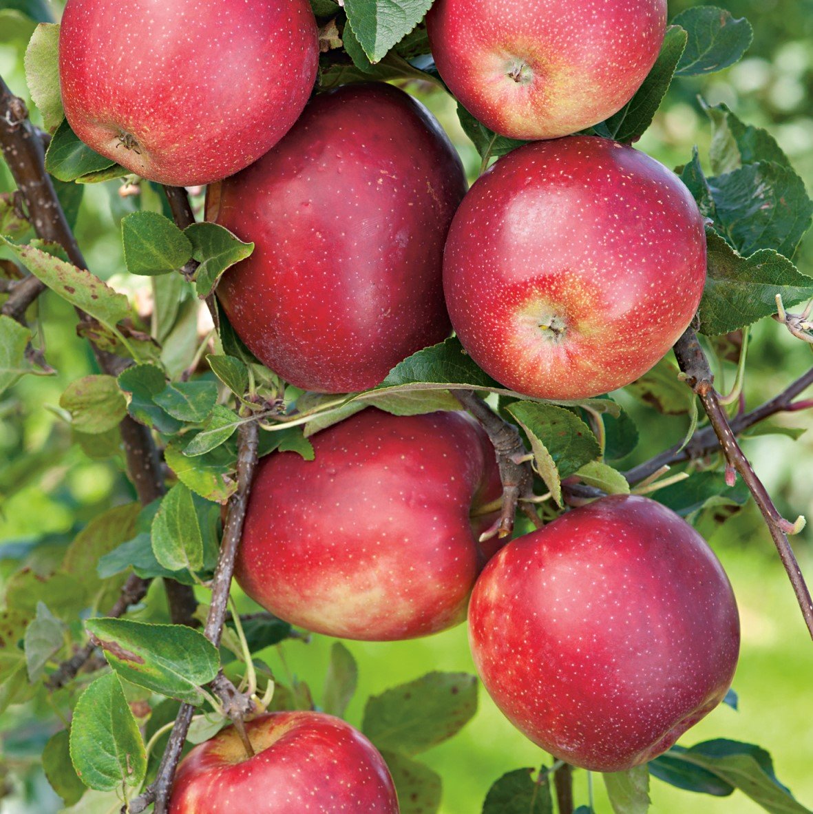 Äpple ’Summerred’ MM111 co