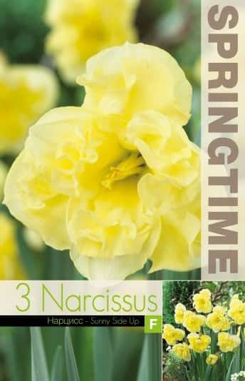 narciss-sunny-side-up-3st-2