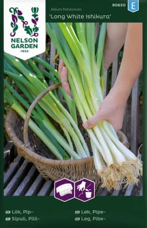 piplk-long-white-ishikura-sband-1