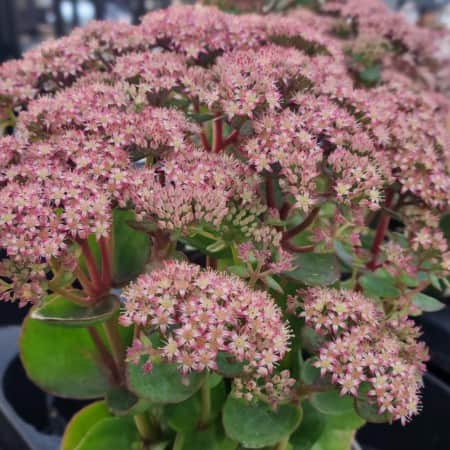 liten-krleksrt-12cm-kruka-1