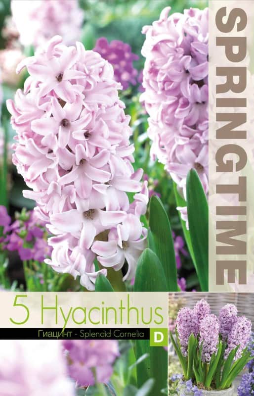 hyacint-splendid-cornelia-5st-2
