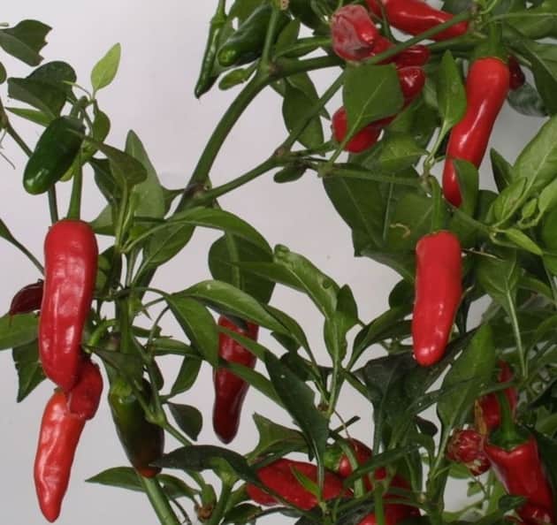 chili-apache-115cm-kruka-1