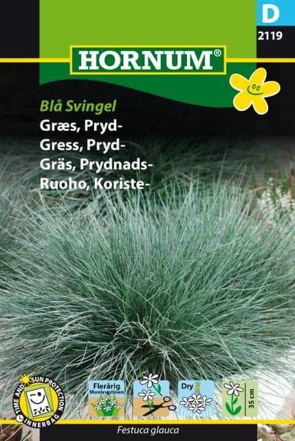 prydnadsgrs-blsvingel-1