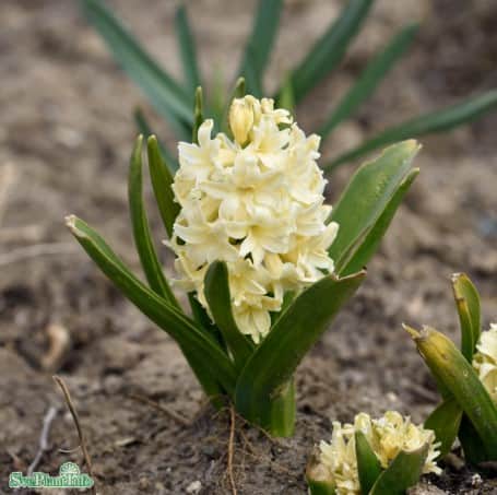 hyacint-gipsy-princess-5st-1
