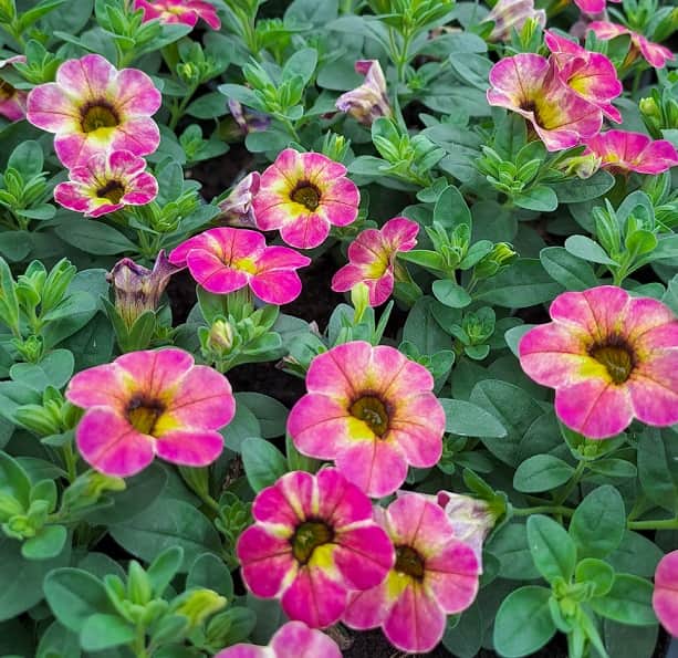 minipetunia-cherry-105cm-kruka-1