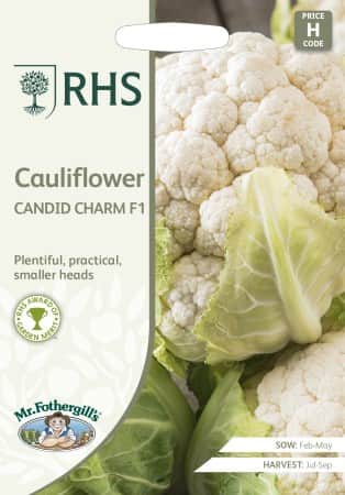 blomkl-candid-charm-f1-1